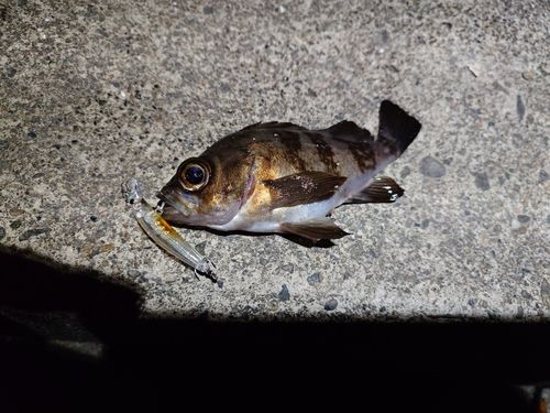 メバルの釣果