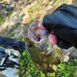 スモールマウスバス