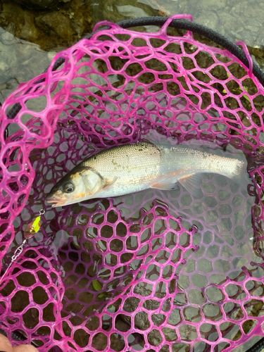 ウグイの釣果