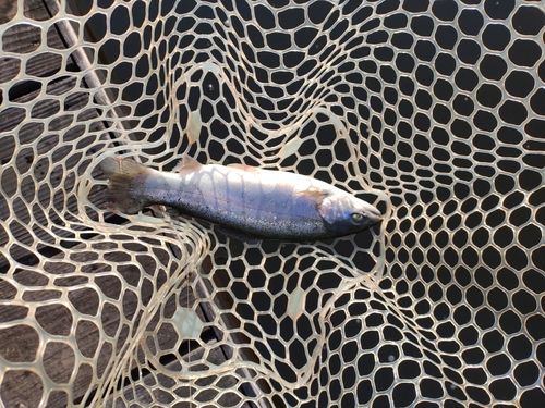 ニジマスの釣果