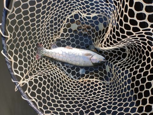 ニジマスの釣果