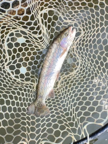 ニジマスの釣果