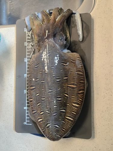モンゴウイカの釣果