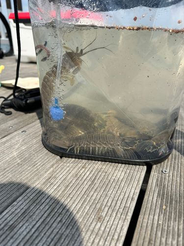 シャコエビの釣果