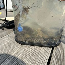 シャコエビ