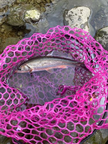 ウグイの釣果