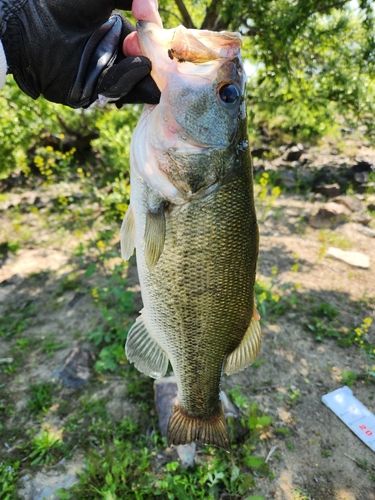 ラージマウスバスの釣果