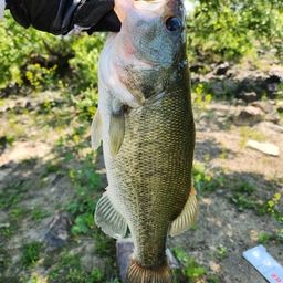 ラージマウスバス