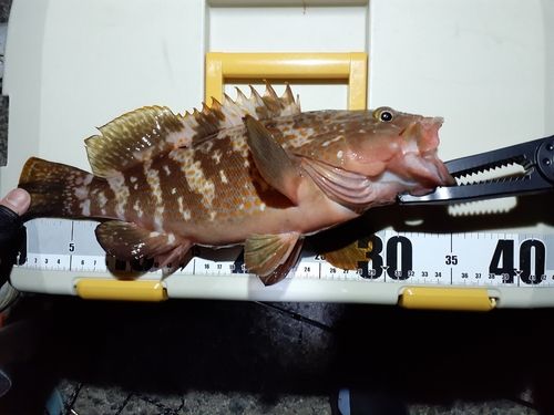 アコウの釣果