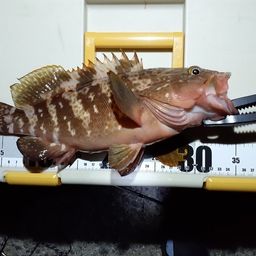 アコウ