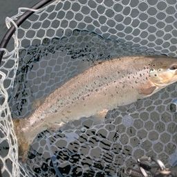 ブラウントラウト