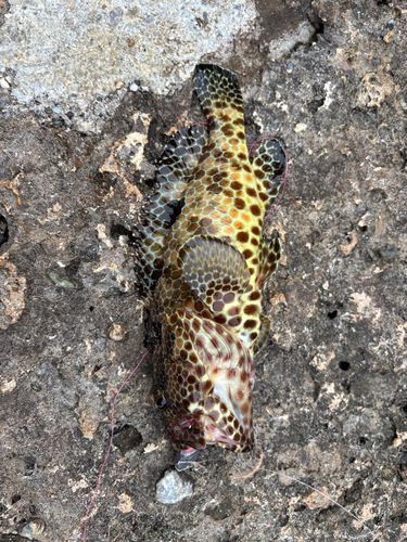 カンモンハタの釣果