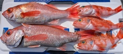 アカムツの釣果