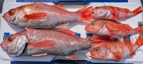 アカムツの釣果