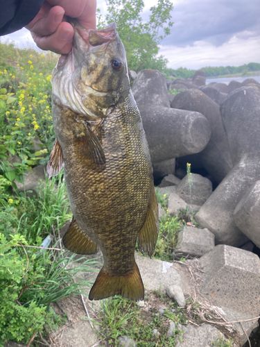 ブラックバスの釣果