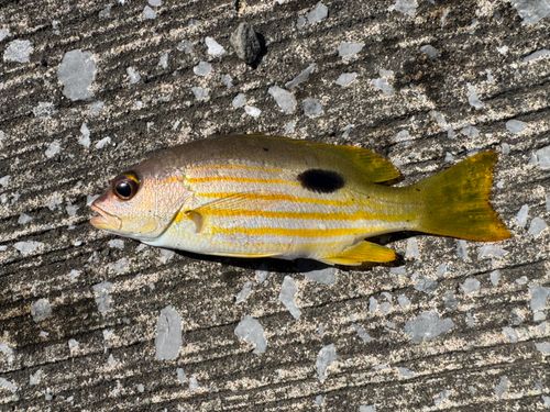 クロホシフエダイの釣果