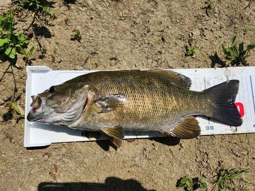 スモールマウスバスの釣果