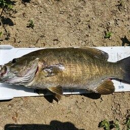 スモールマウスバス