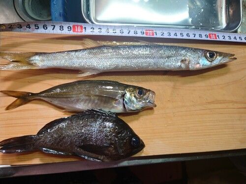 アジの釣果