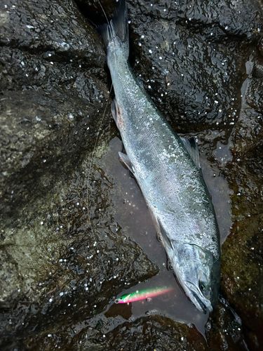サクラマスの釣果
