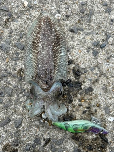 コウイカの釣果
