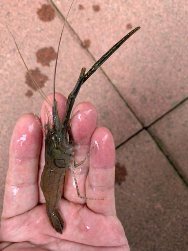 テナガエビの釣果