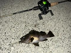 クロメバルの釣果