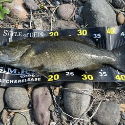 スモールマウスバス