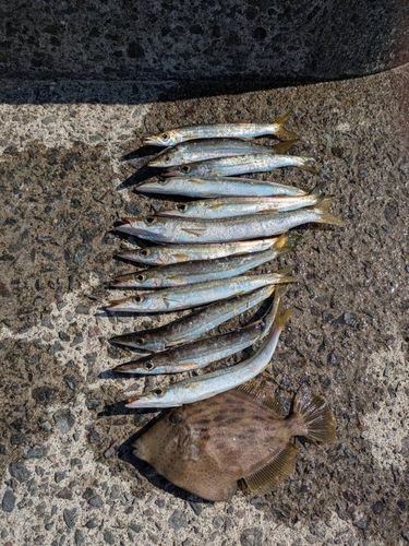 カマスの釣果