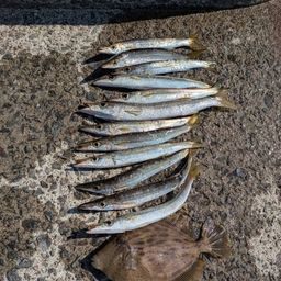 カマス