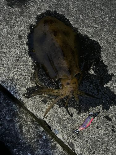 アオリイカの釣果