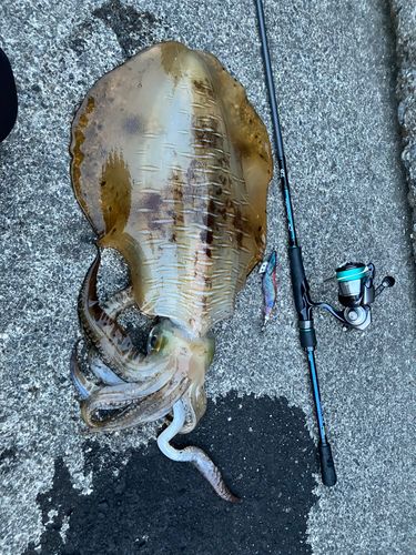 アオリイカの釣果