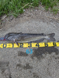 アメリカナマズの釣果
