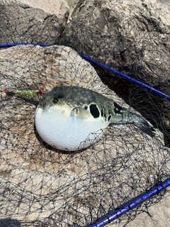 トラフグの釣果