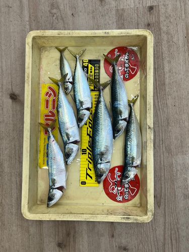サバの釣果