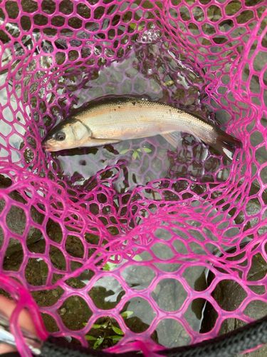 ウグイの釣果