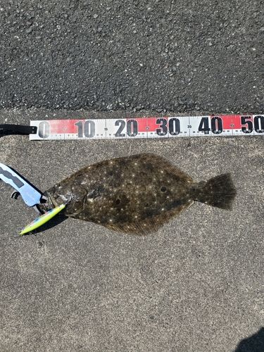ヒラメの釣果