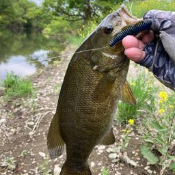 スモールマウスバス