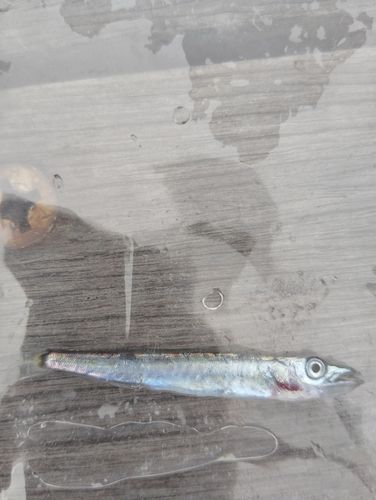 カマスの釣果