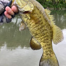 スモールマウスバス