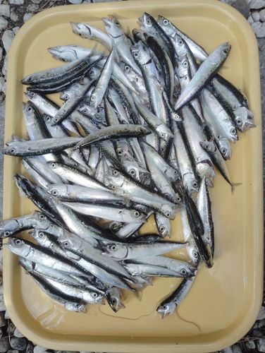 サバの釣果