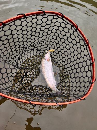 ニジマスの釣果