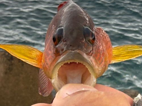 メギスの釣果