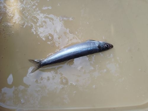 ウルメイワシの釣果