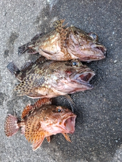 カサゴの釣果
