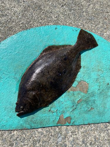 ヒラメの釣果