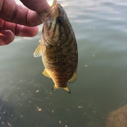 スモールマウスバス