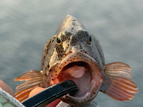 ホシゴンベの釣果