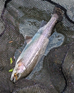 ニジマスの釣果
