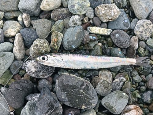 カタクチイワシの釣果